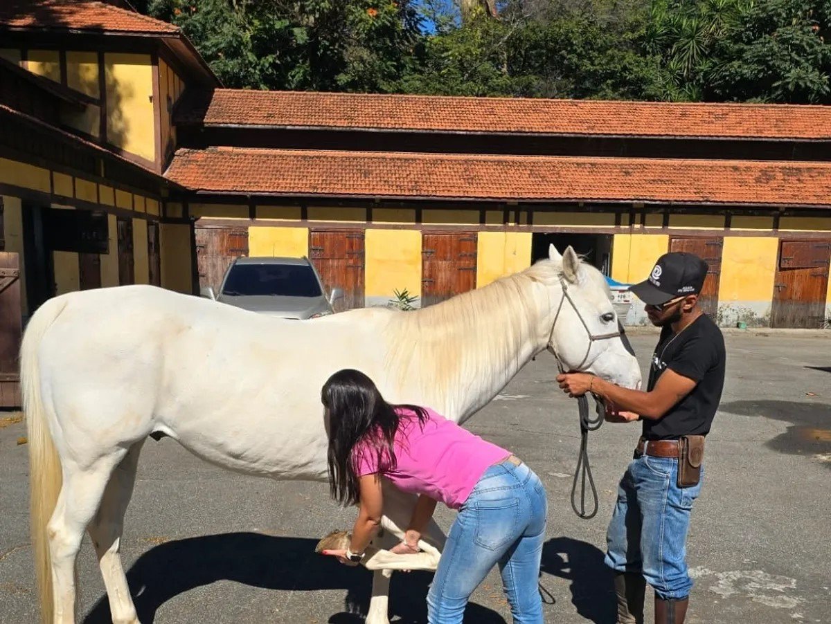 Pessoa cuidando de um cavalo branco ao ar livre