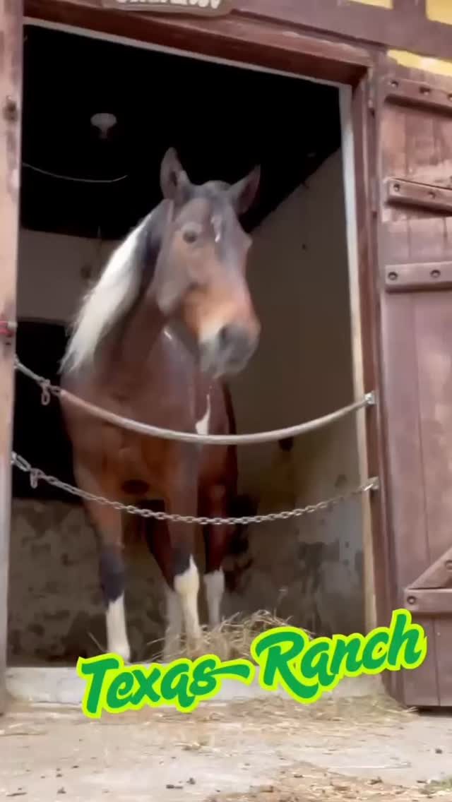 Instagram post from equotexasranch. This post is in position 8.